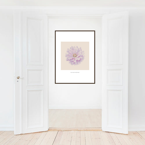 Blålig Dahlia